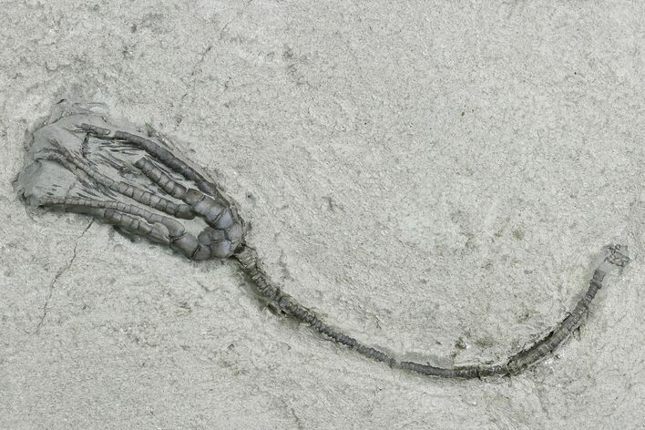 Crinoid (Graphiocrinus) Fossil - Crawfordsville, Indiana #130168